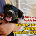 Zifte saplanmış halde bulundu… Köpek yavrusu yeniden hayata tutundu!