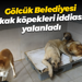 Gölcük Belediyesi 'sokak köpekleri' iddiasını yalanladı