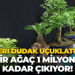Değeri dudak uçuklatıyor: Tek bir ağaç 1 milyon TL'ye kadar çıkıyor!