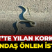 İzmit’te yılan korkusu! Vatandaş önlem istiyor