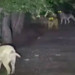 Başıboş sokak köpekleri ile ayıların kavgası kamerada