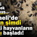 Ne kedi ne köpek ne de kuş… Kocaeli’de bakın şimdi hangi hayvanların satışı başladı!