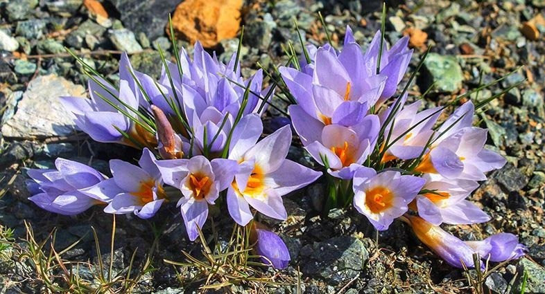 'Crocus Keltepensis' adını hiç duydunuz mu? Dünyada sadece Kocaeli’de var! - Resim : 3