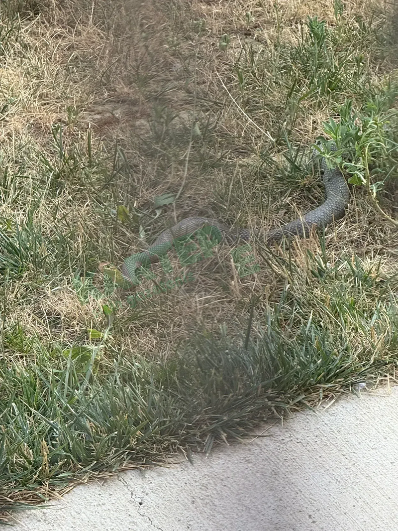 Kocaeli'deki sitede yılan paniği! - Resim : 1