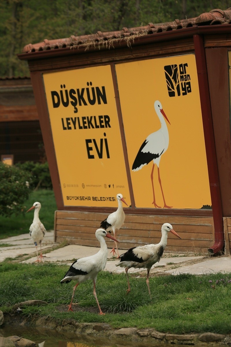 Ormanya, göç yorgunu leyleklere "sığınak" oldu - Resim : 1