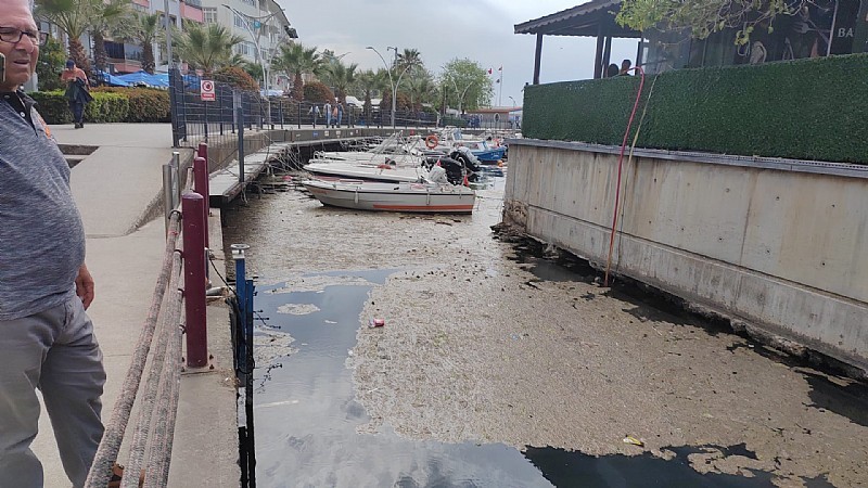 Müsilaj sahile kadar geldi! - Resim : 2
