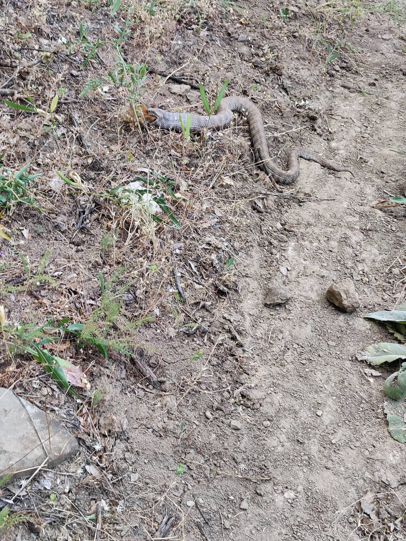Koca engerek, sincabı yuttu - Resim : 3