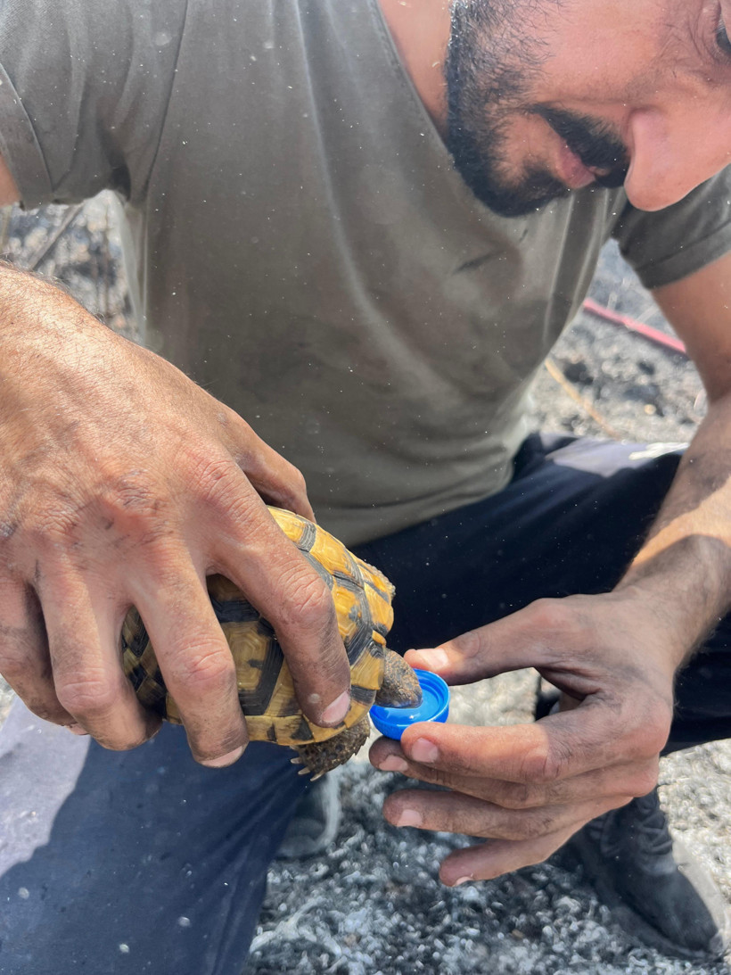 Kocaeli İtfaiyesi’nin kaplumbağaya uzattığı su yürekleri ısıttı - Resim : 1