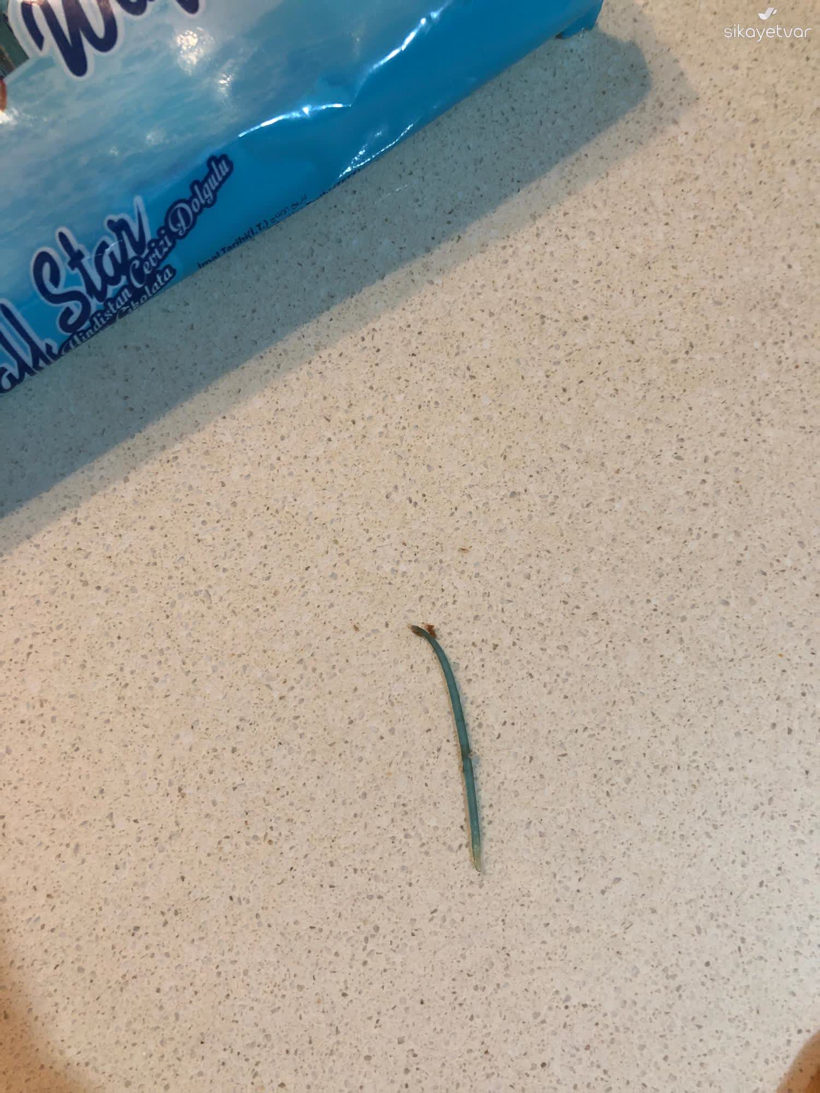 Çikolatanın içinden plastik parça çıktı: Açıklama ve özür bekliyorum - Resim : 1