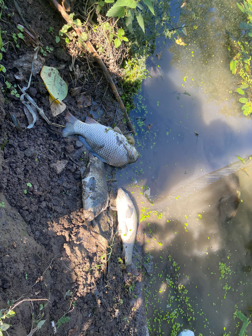 Muhtar Orhan Firidinoğlu Kilezdere’de balık ölümlerini yerinde gördü! Sorumluları göreve çağırdı - Resim : 2