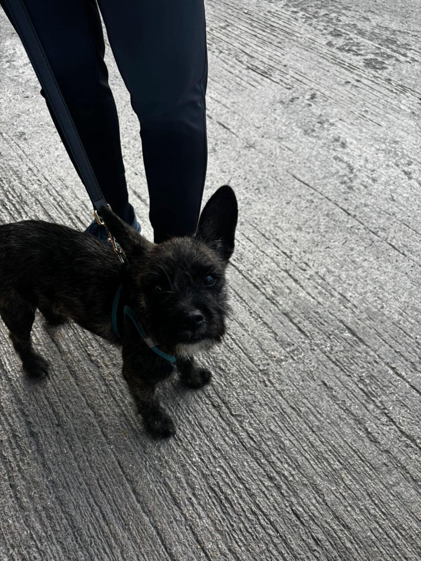 Kayıp sahip ilanı! Sahibi aranıyor - Resim : 3