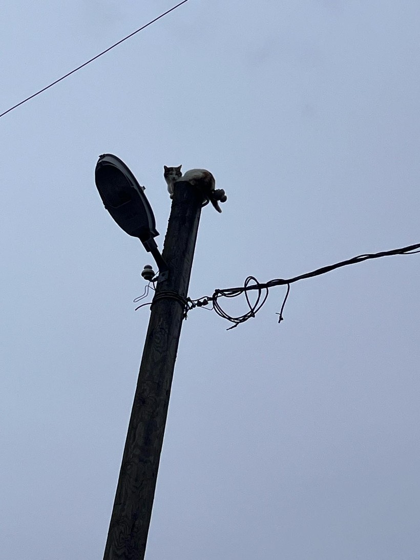 SEDAŞ ekipleri, elektrik direğinde mahsur kalan kediyi kurtardı! - Resim : 2