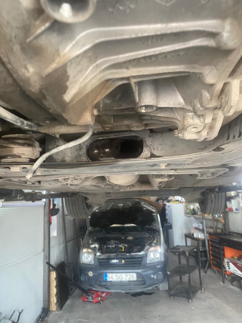 Otomobilin motoruna giren kediyi tamirci kurtardı - Resim : 1