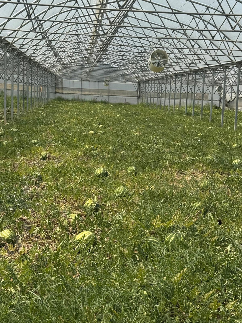 Kandıra karpuzunda hasat şöleni başladı! - Resim : 1