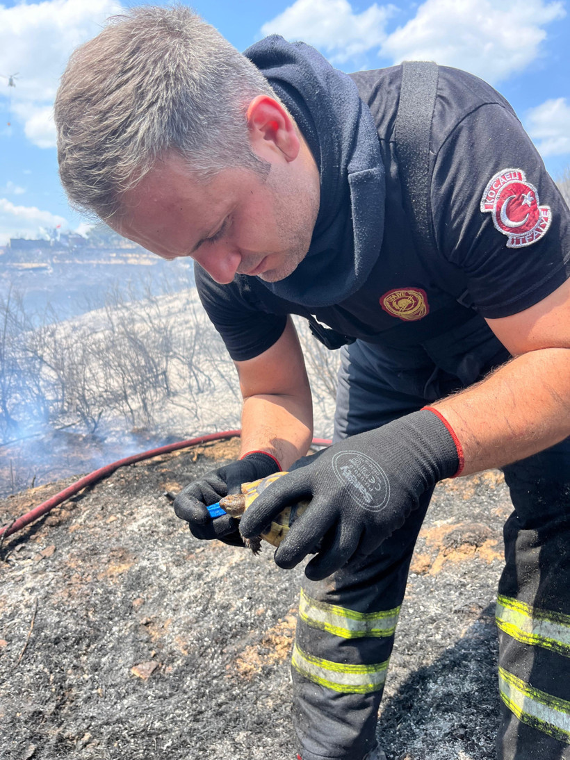 Kocaeli İtfaiyesi’nin kaplumbağaya uzattığı su yürekleri ısıttı - Resim : 2