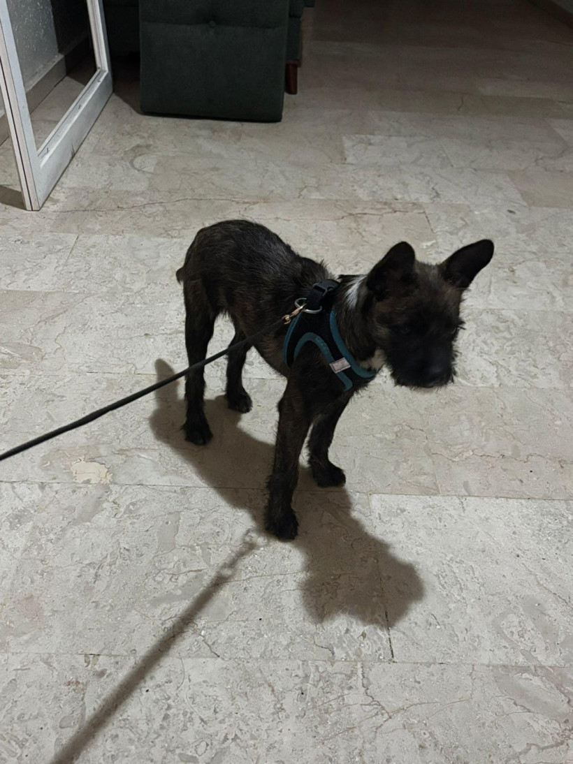 Kayıp sahip ilanı! Sahibi aranıyor - Resim : 2