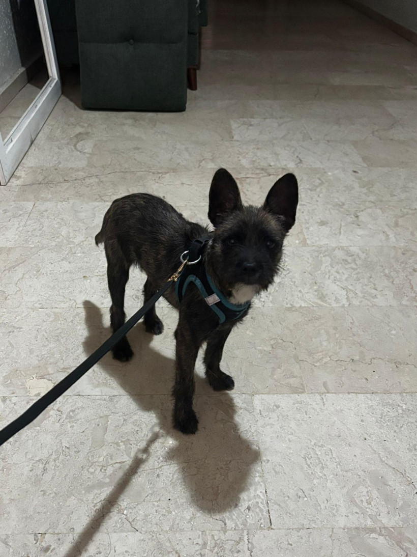 Kayıp sahip ilanı! Sahibi aranıyor - Resim : 1