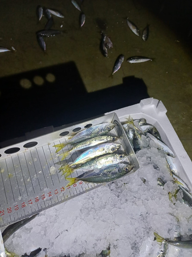 İstavrit denetime takıldı... El konuldu! - Resim : 1