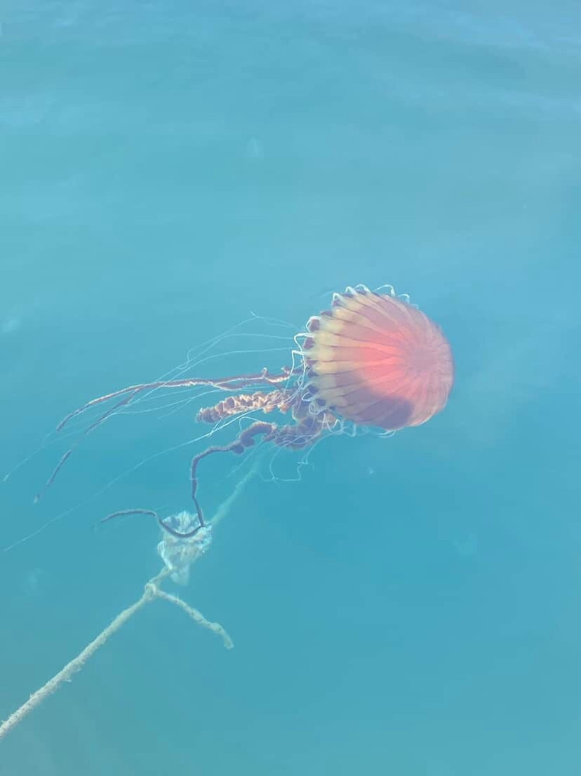 İzmit K&ouml;rfezi'nde sayıları artmaya başladı;  Denizde g&ouml;r&uuml;rseniz sakın yaklaşmayın! - Resim : 3