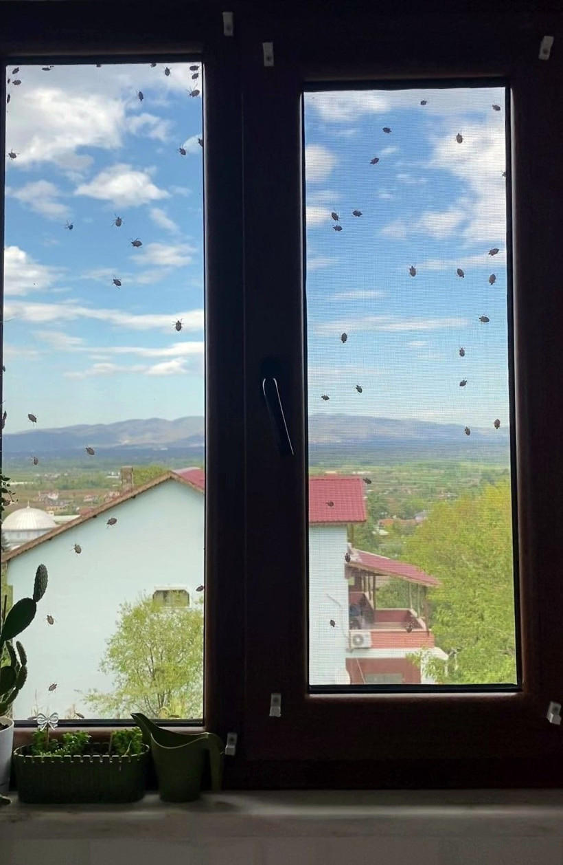 Korku filmi sahnesi değil, gerçek! Böcekler heryeri istila etti - Resim: 5
