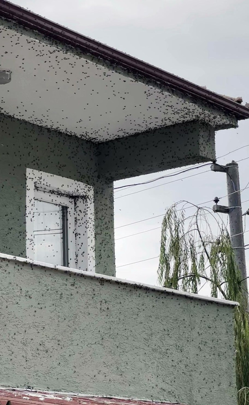 Korku filmi sahnesi değil, gerçek! Böcekler heryeri istila etti - Resim: 7