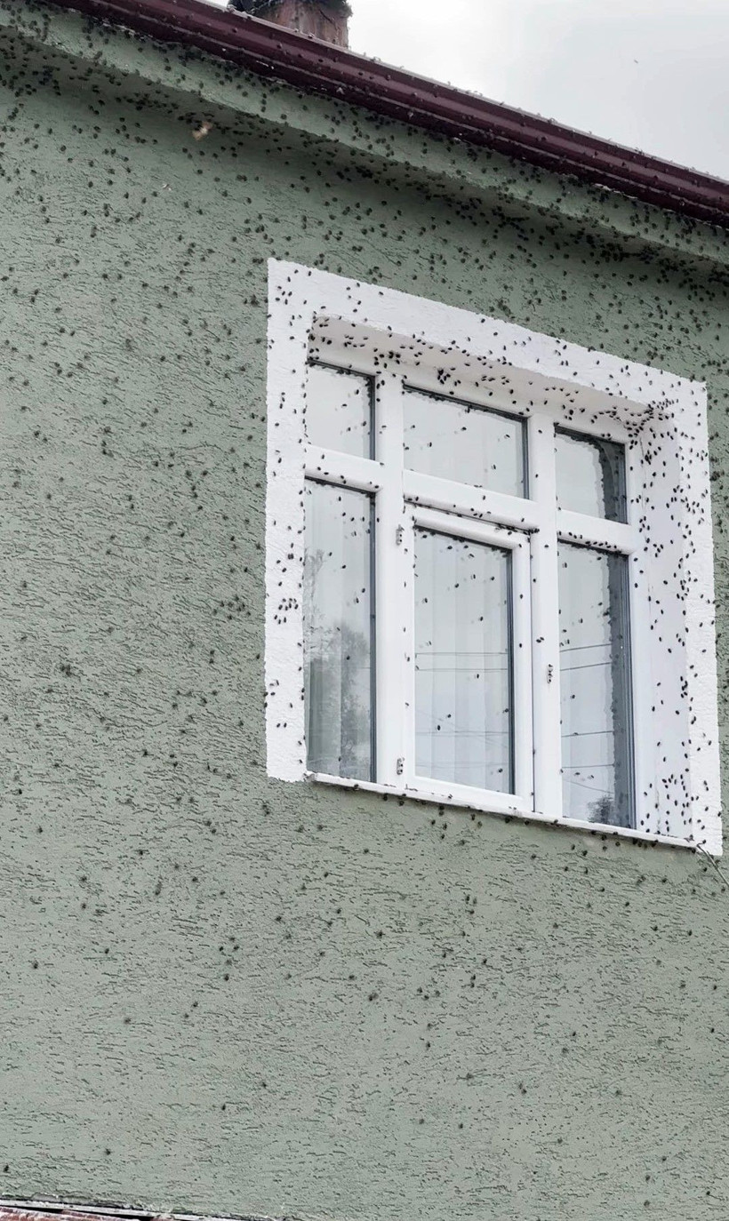 Korku filmi sahnesi değil, gerçek! Böcekler heryeri istila etti - Resim: 3