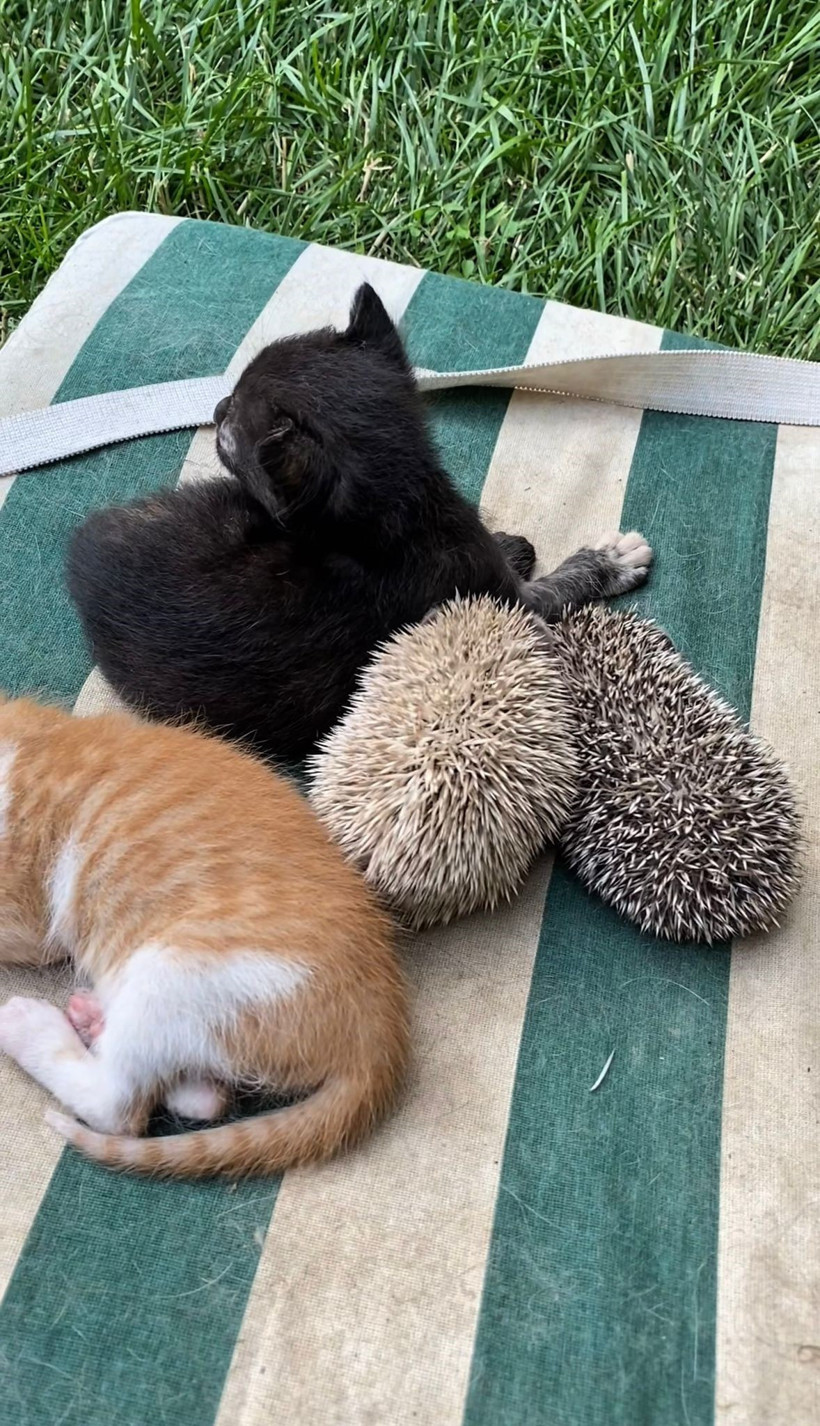 Kocaeli'de yürek ısıtan görüntü... Kedi ve kirpiler 'süt kardeş' oldu - Resim : 1