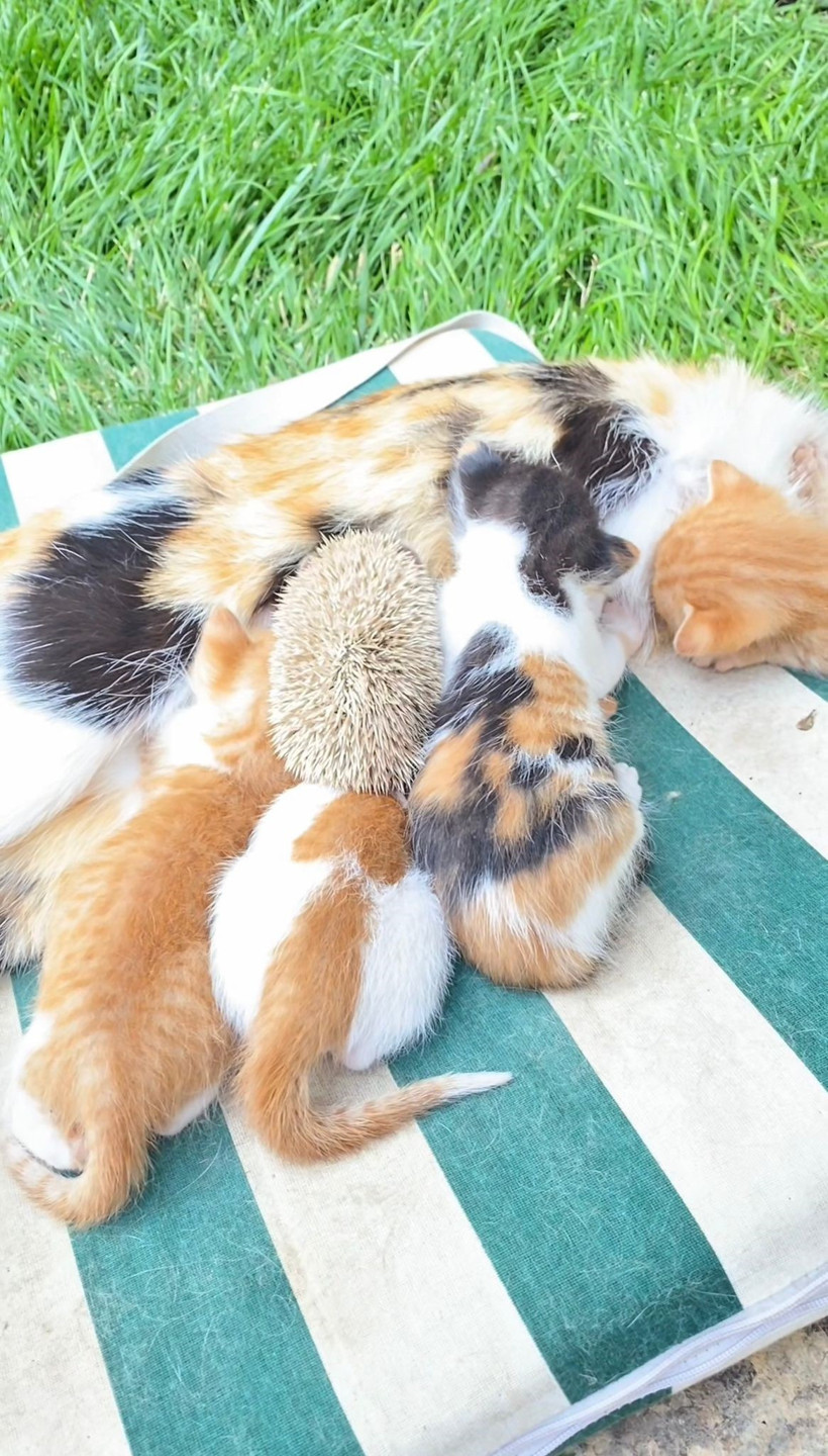 Kocaeli'de yürek ısıtan görüntü... Kedi ve kirpiler 'süt kardeş' oldu - Resim : 2