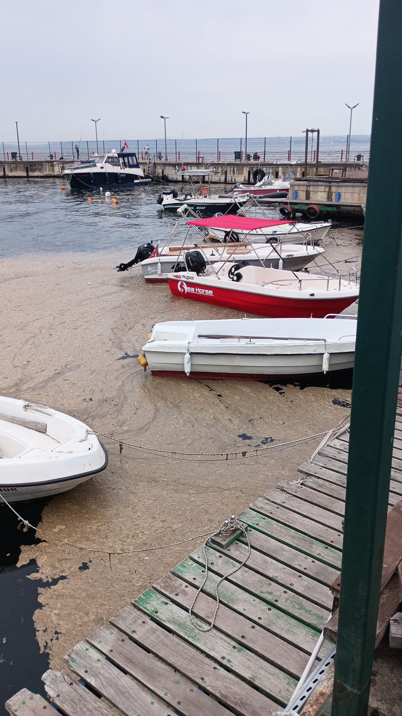 Karamürsel sahili müsilajla kaplandı - Resim: 1