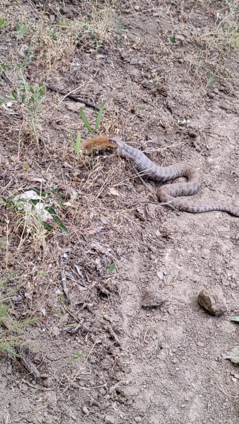 Koca engerek, sincabı yuttu - Resim : 2