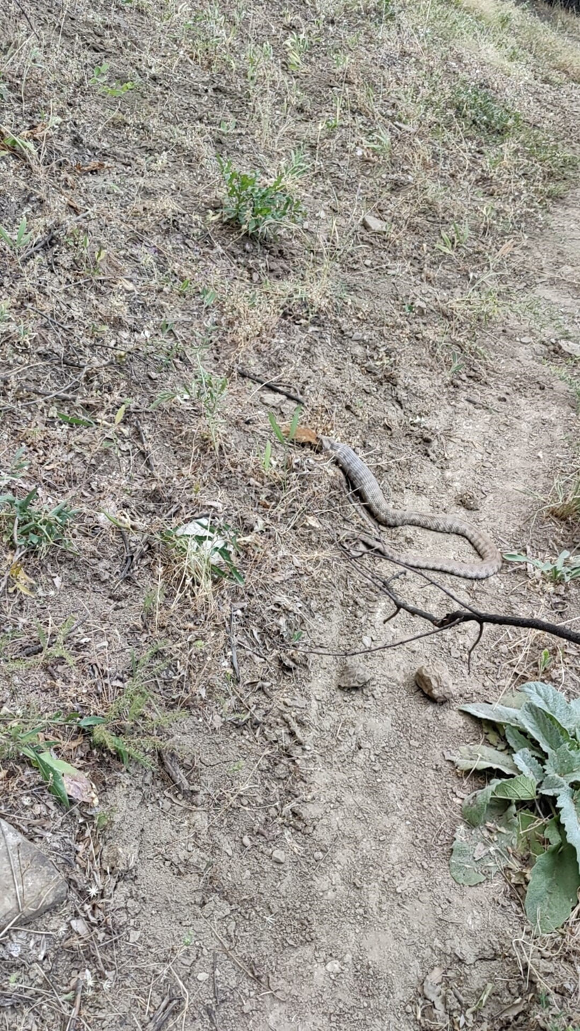 Koca engerek, sincabı yuttu - Resim : 1