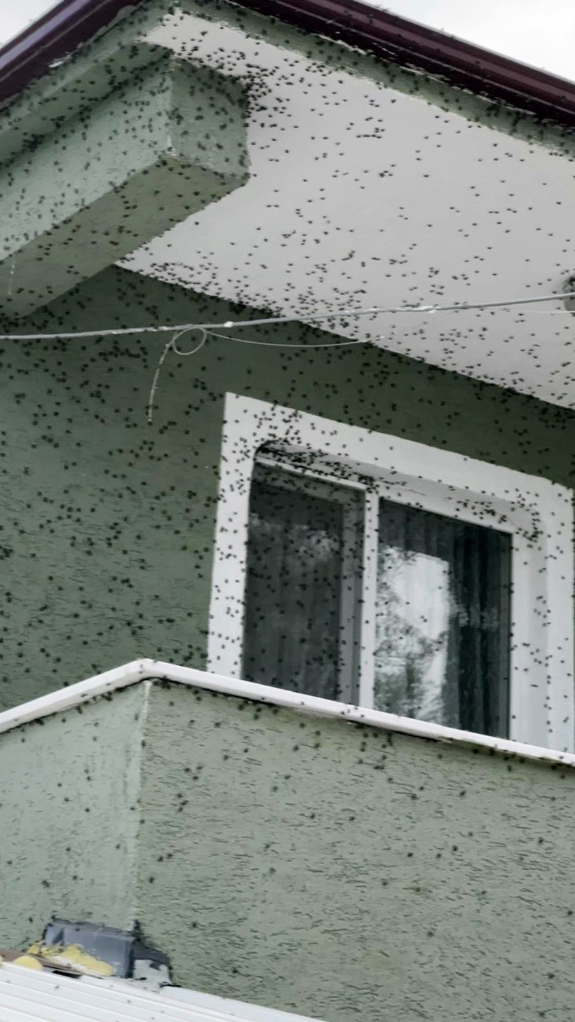 Korku filmi sahnesi değil, gerçek! Böcekler heryeri istila etti - Resim: 2