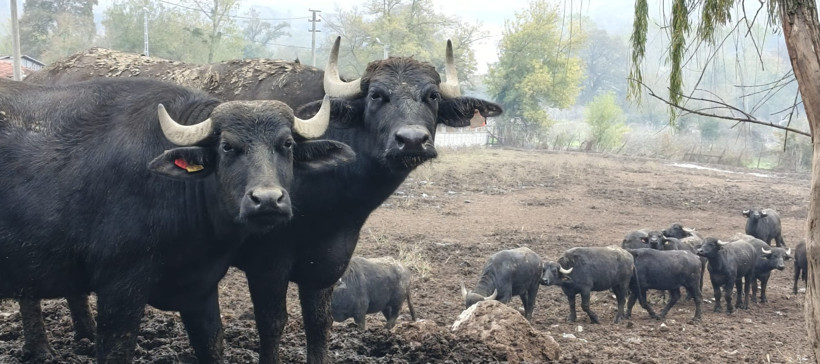 Hedef: Anadolu Mandası'nın ıslahı... Kocaeli'deki manda sayısı artıyor - Resim : 4