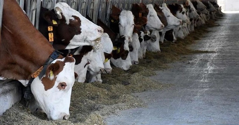 Kurban Bayramı öncesi şap alarmı: Karantina başladı - Resim: 3