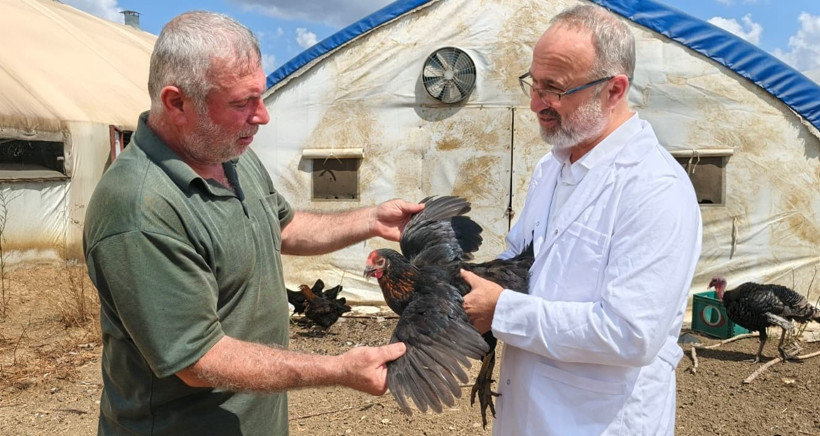 Büyükşehir'den kırsal kalkınmaya katkı... 16 bin tavuk dağıtıldı - Resim : 1