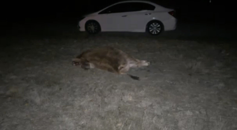 Otomobil yola çıkan danaya çarptı! - Resim : 1