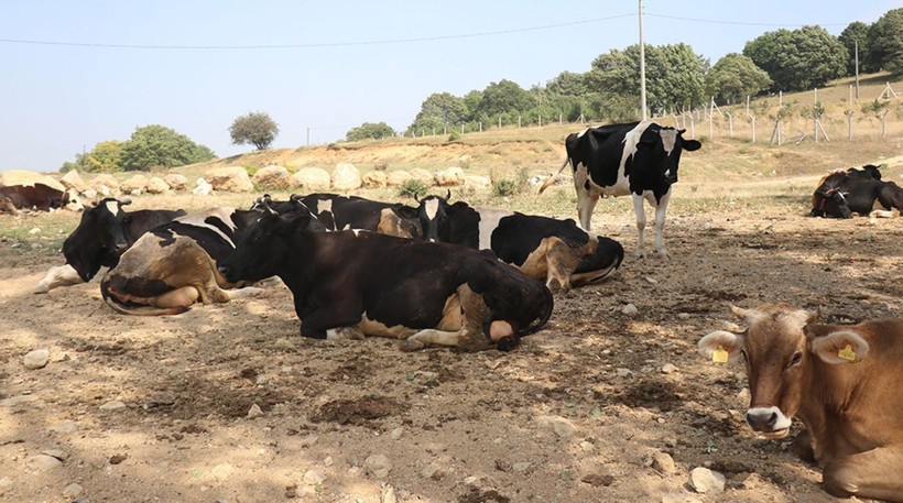 Şap alarmı! 15 mahallede karantinaya alındı - Resim: 3