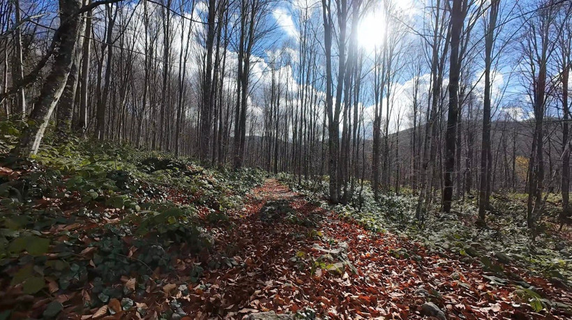 Kocaeli’de sonbahar görsel şölen sunuyor - Resim : 1