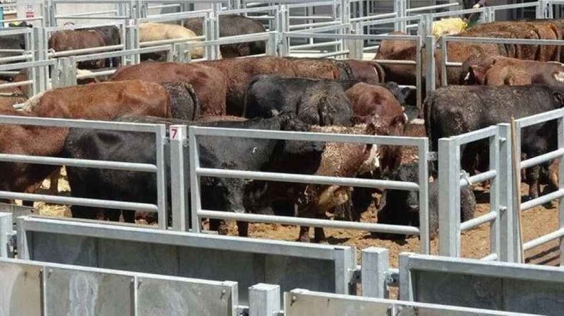 Kurban Bayramı öncesi şap alarmı: Karantina başladı - Resim: 7