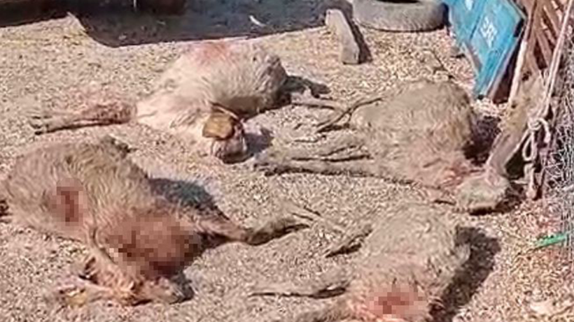Mersin'de başıboş köpek dehşeti: Onlarcası telef oldu! - Resim : 2