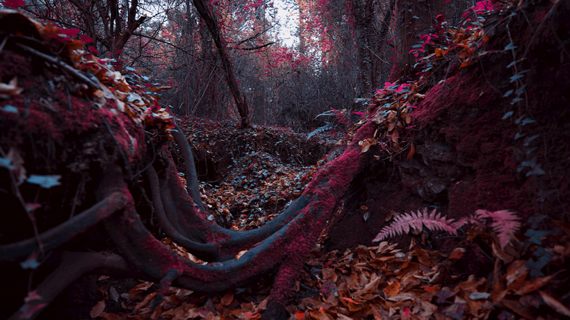 Kızılötesi ışığın doğaüstü sergisi! - Resim: 1