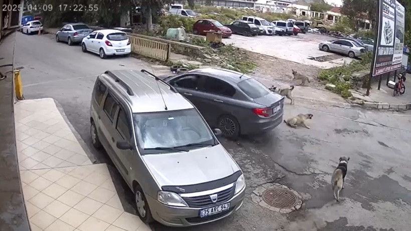 Köpeği ezip geçti, ardına bile bakmadı - Resim : 1