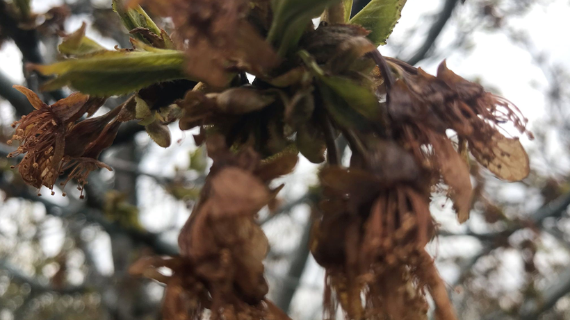 Kiraz bahçelerini don vurdu! - Resim : 1