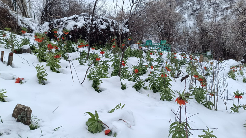 Van'da ters lale şöleni - Resim : 1