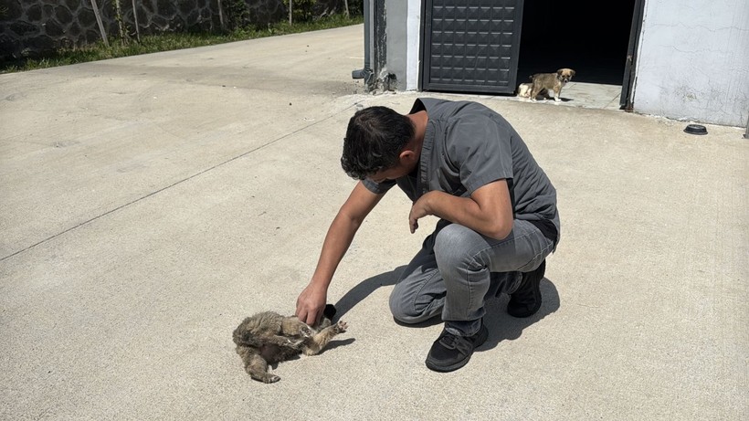 Kahraman köpek Proteo'nun adı verildi… Bu merkez, sokak hayvanlarına şifa dağıtıyor! - Resim: 4