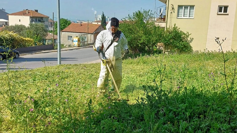 Körfez´de yabani otlarla mücadele başladı - Resim : 1