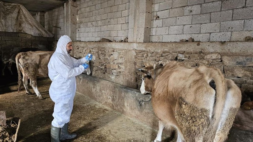 Şap alarmı! 15 mahallede karantinaya alındı - Resim: 5