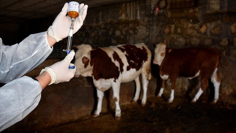 Şap alarmı! 15 mahallede karantinaya alındı - Resim: 4
