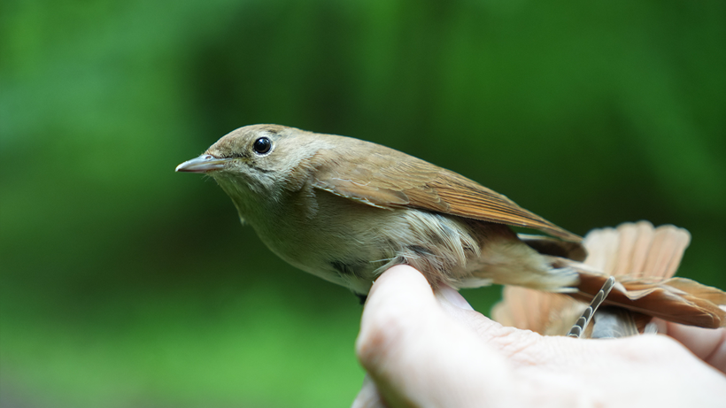 Afrika'dan Kocaeli'ye geliyorlar! "Akdeniz'i bir gecede geçiyor" - Resim : 2