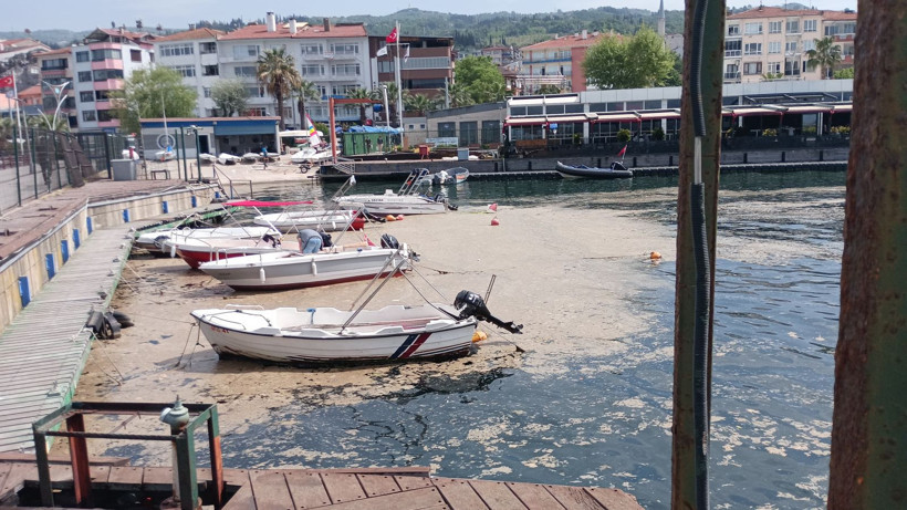 Karamürsel sahili müsilajla kaplandı - Resim: 2